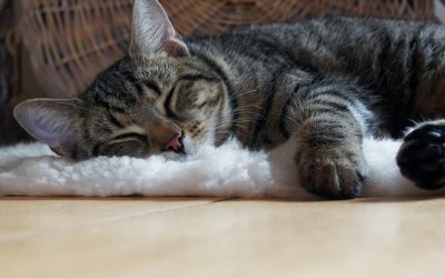 My Cat Sleep So Much-What Should I do?