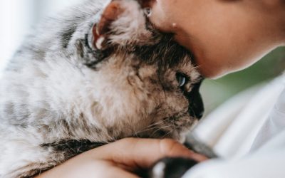 Why Do cats PURR?